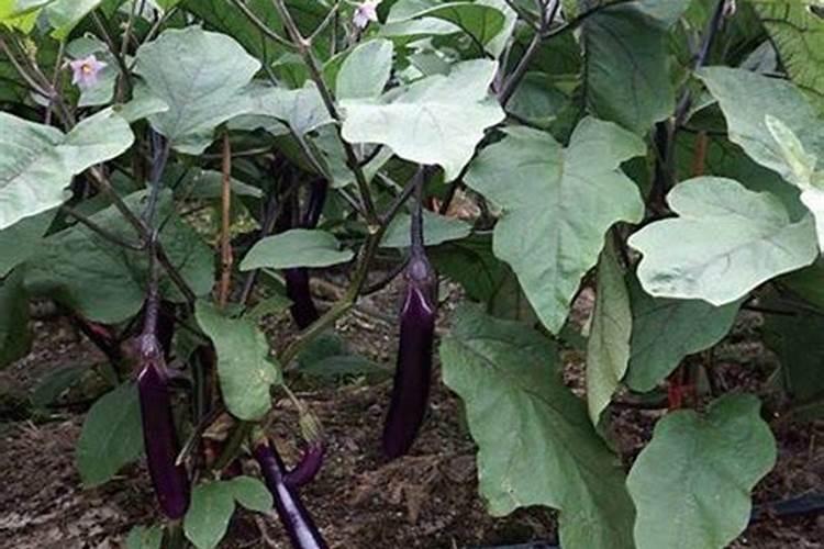 茄子盛产期施什么肥可增产