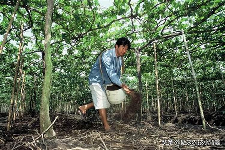 水溶肥使用时注意事项、方法与用量？