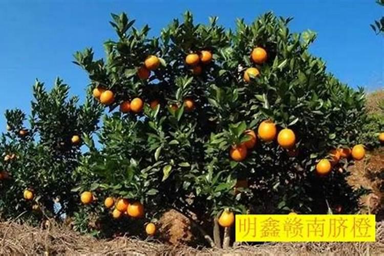脐橙高产的叶面肥有哪些