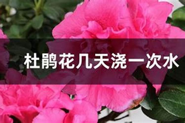 杜鹃花什么时候施肥,夏天能施肥吗？