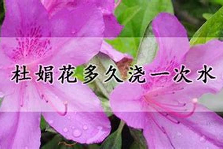 杜鹃花叶面施肥磷酸二氢钾多长时间施一次