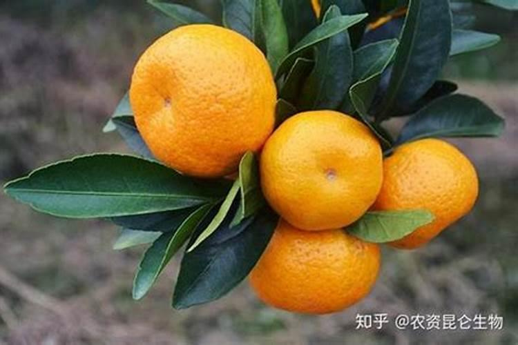 种小麦用二铵好还是复合肥好 小麦肥底肥选择