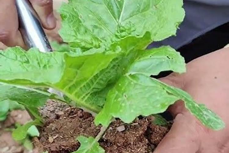 菜苗移栽几天后可施肥