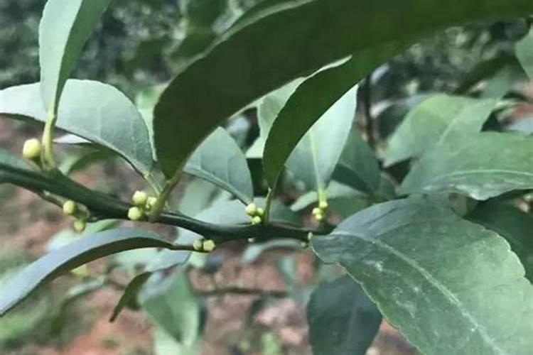 如何正确给蔬菜施加钙肥？