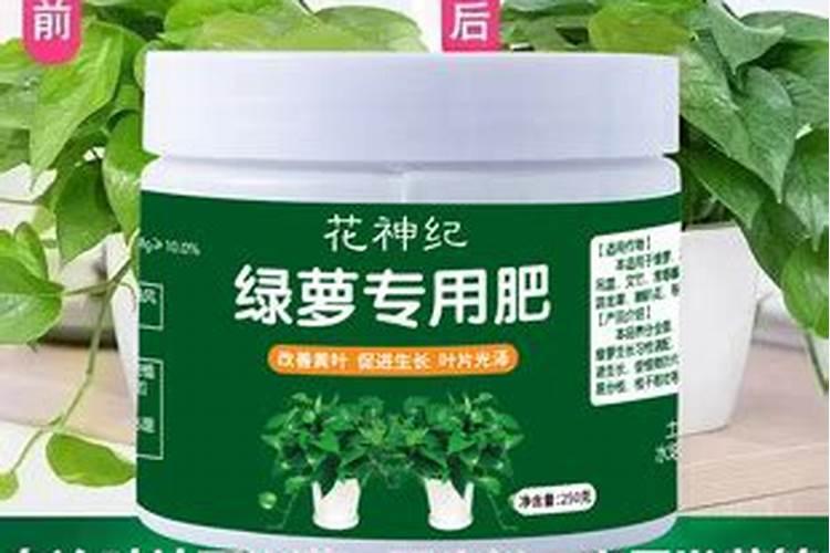 绿萝可以用硼肥吗=o