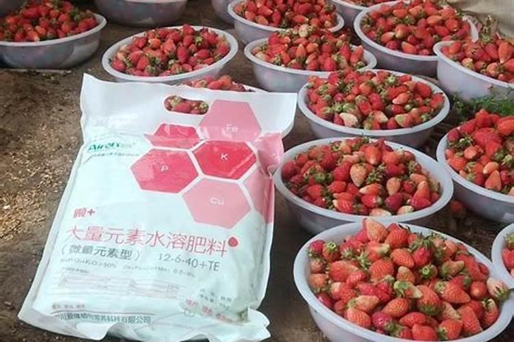 让草莓快速生根的肥料