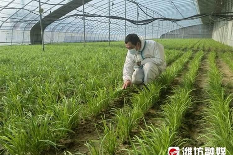 怎样种植大棚韭菜？