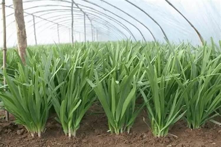 温室种植韭菜的早春管理,有哪些需要注意的？