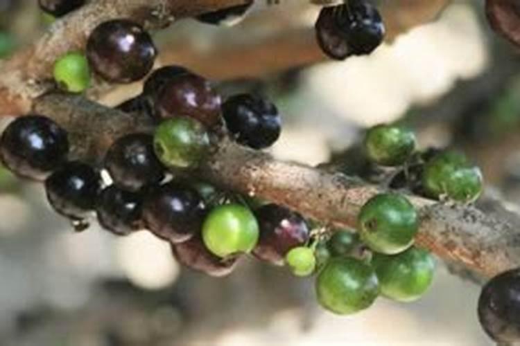 嘉宝果适合施什么肥料