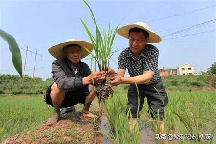 微量元素肥料的使用方法是什么？