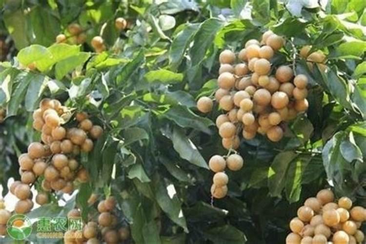 龙眼树种植技术和施肥方法