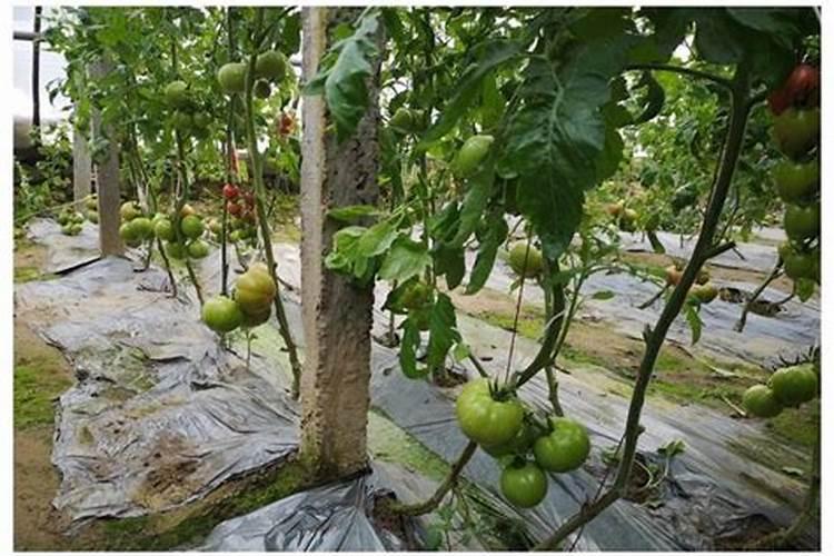 西红柿的种植用什么肥料好
