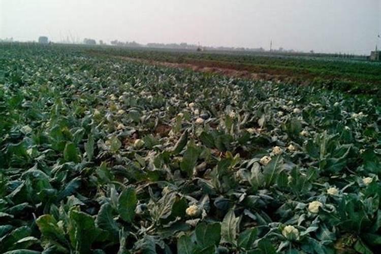 种菜用什么复合肥比较好