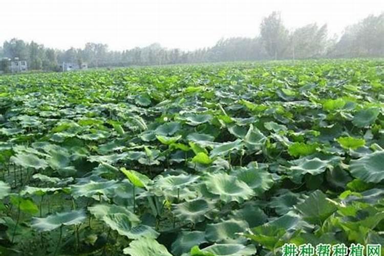 磷酸二氢钾在大田种植莲藕时的使用方法？