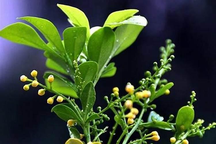 辣椒定植后怎么浇水