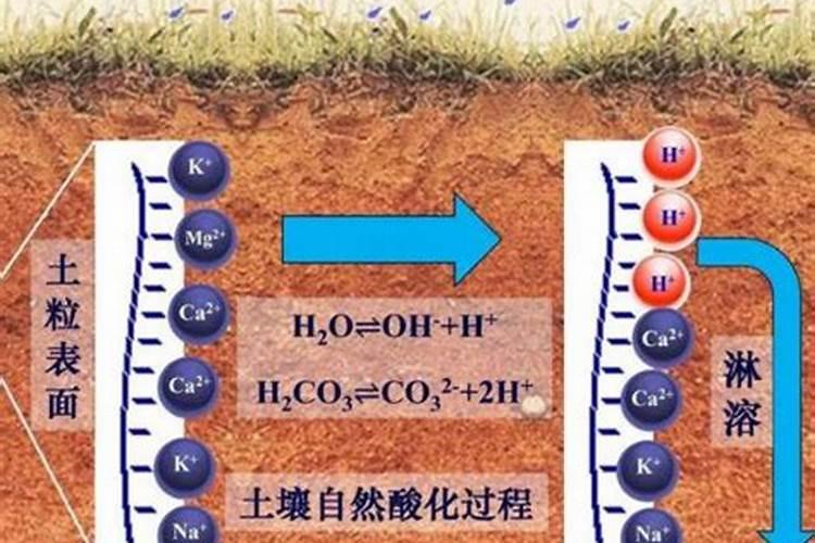 月季花怎么施肥,月季花施什么肥好？