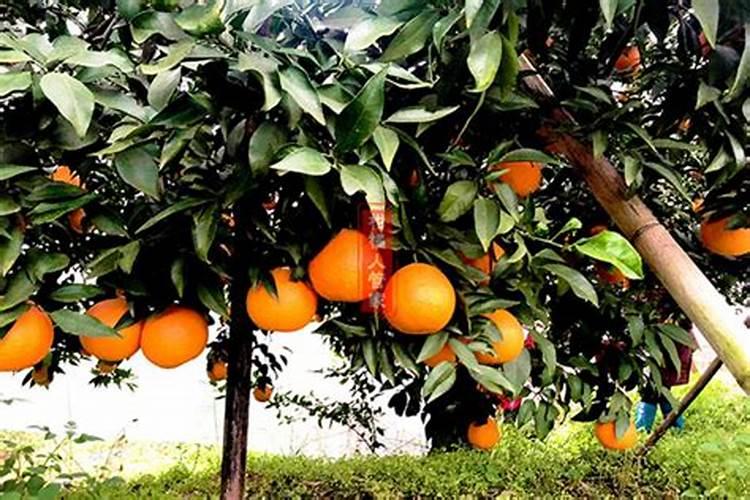 湖南丰仙生物科技有限公司怎么样？