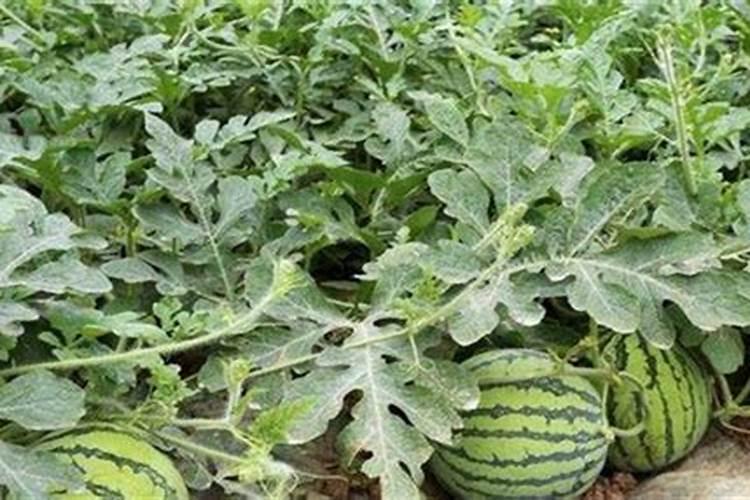 西瓜的种植范围较广,用哪些肥料能使西瓜又大又甜？
