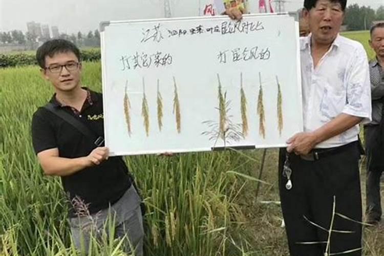 沃柑冬季施肥时间 施什么肥最好
