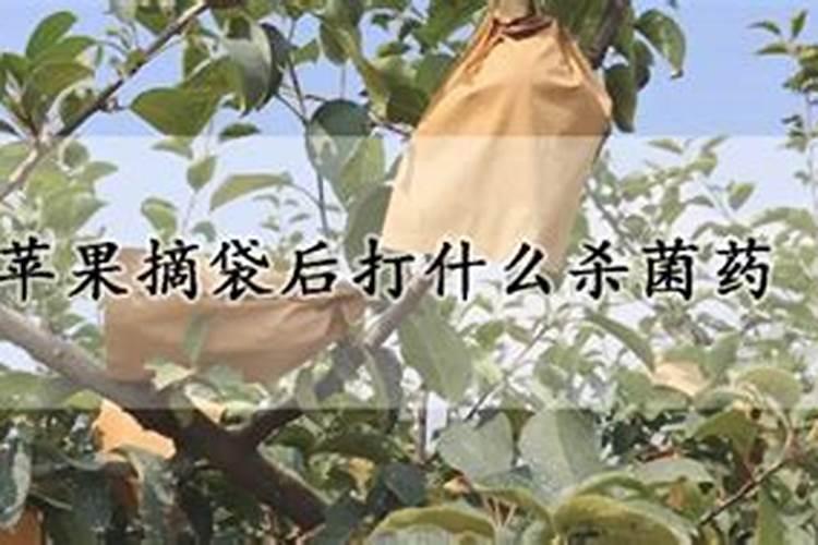 苹果缺钙症状什么时候补钙最快(苹果补钙用什么药)