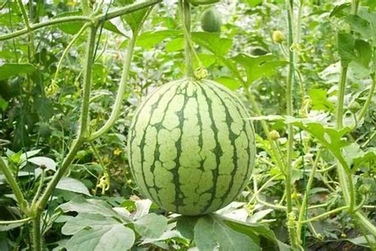 碳酸氢铵为什么有刺鼻气味