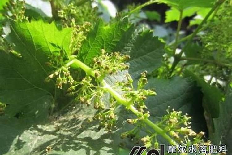 葡萄谢花后施什么肥好
