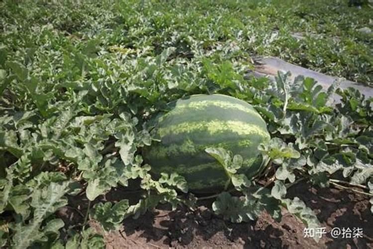 西瓜苗移植后多久施肥