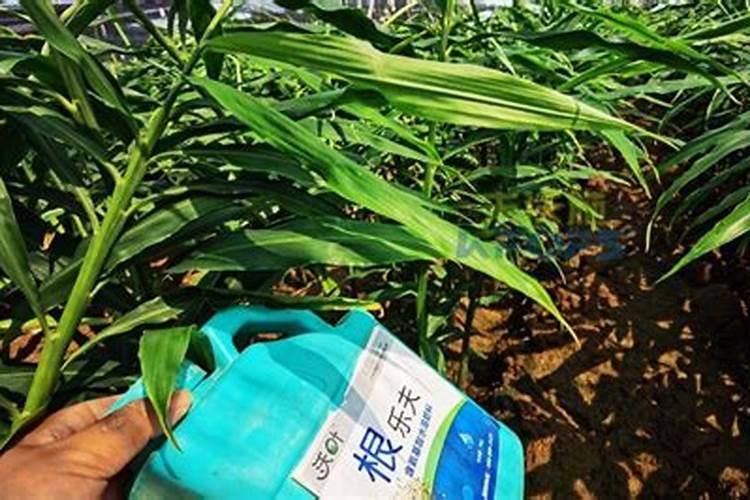 小白菜芥菜幼苗可以喷元素水溶肥吗？
