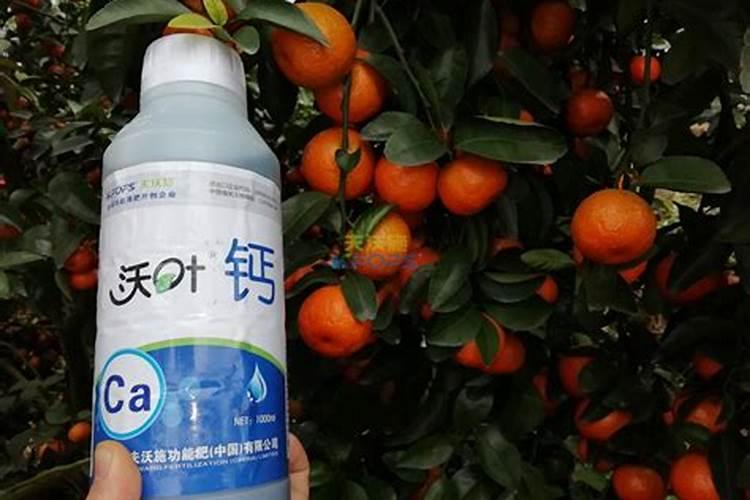玉米打叶面肥最佳时机