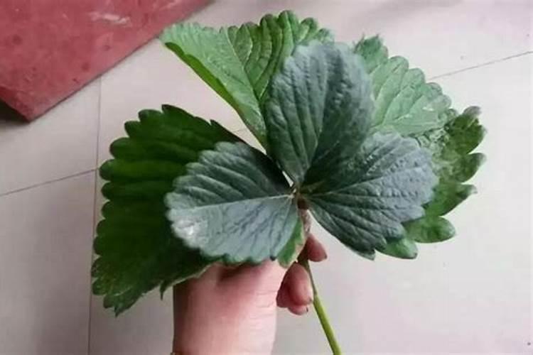 草莓为什么只爬藤不开花