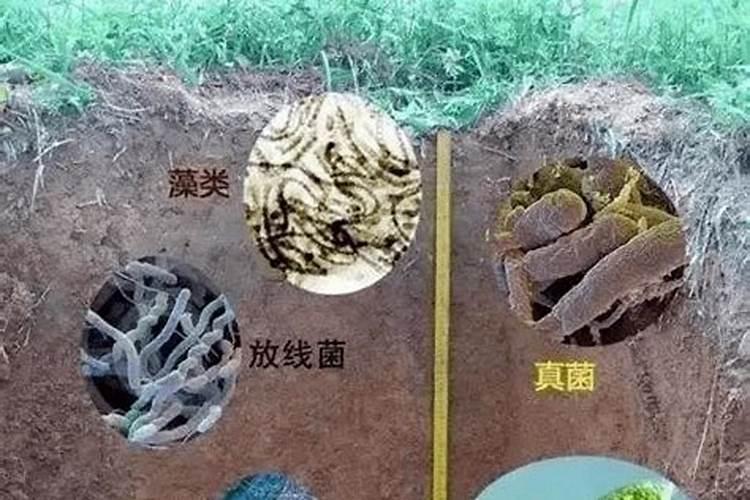 腐殖酸类肥料属于有机肥吗？怎么使用？有哪些注意事项？
