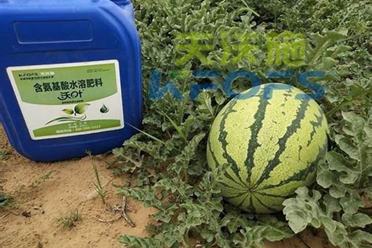 丝瓜施什么肥料长得快