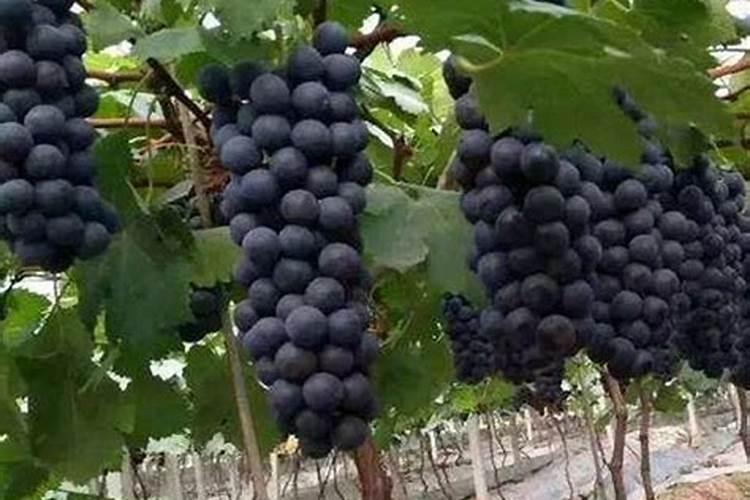 什么时候给果树上黄腐酸钾 作用是什么