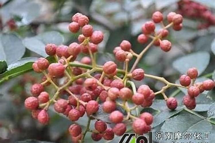 一年花椒树怎么使用尿素叶面肥
