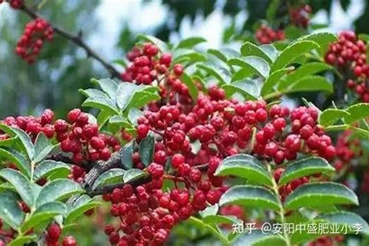 花椒树什么时候可以喷施叶面肥呢？