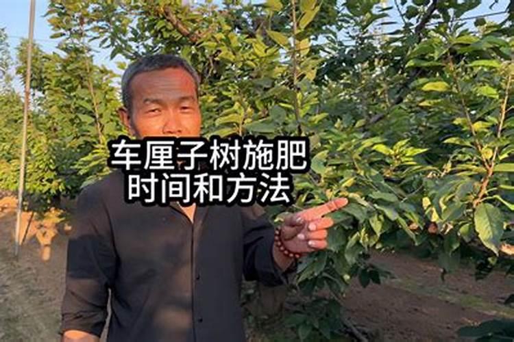车厘子怎么种植以及怎样进行管理呢