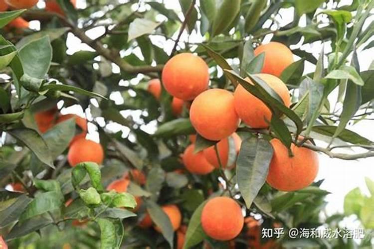 磷酸二氢钾在柑橘树上的喷施方法句作用？