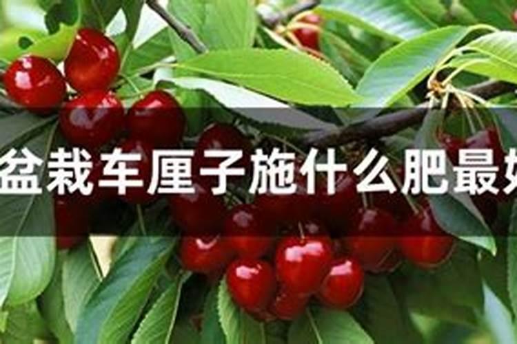 车厘子种植一株能结果吗？