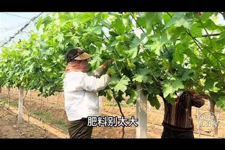种植葡萄需要什么肥料