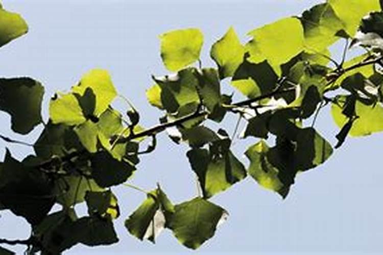 玉米控旺能加芸苔素吗 什么时候喷施效果好