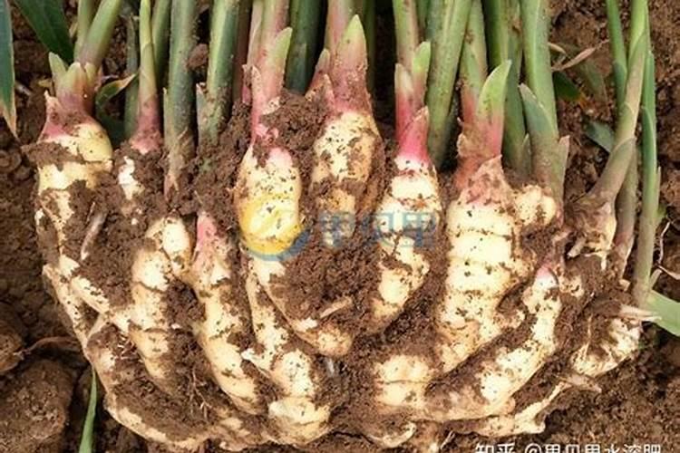 为什么种植油菜要增施硼肥？硼肥的功效有哪些？