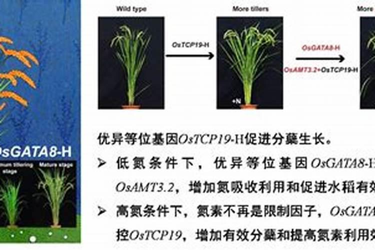 云天化(云天化股票)