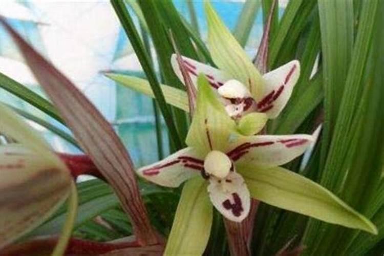 兰花什么时候施肥最好,兰花施肥用什么肥最好(氮磷钾肥)