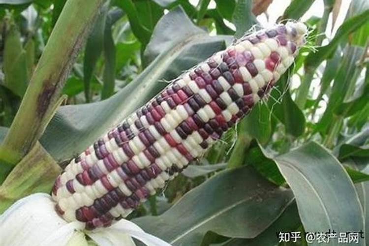 要想种植的糯玉米甜又糯,需要怎么施肥呢？