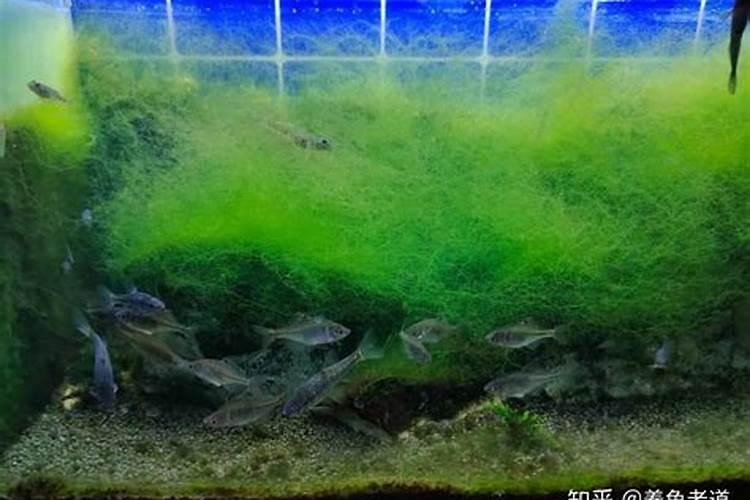 养热带鱼是裸缸好还是草缸好？