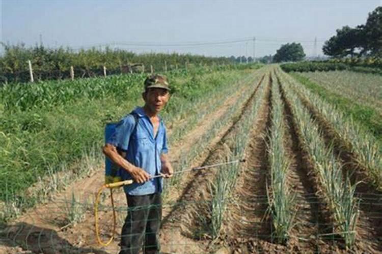 什么情况下需要喷叶面肥 绿植叶面肥施用指南