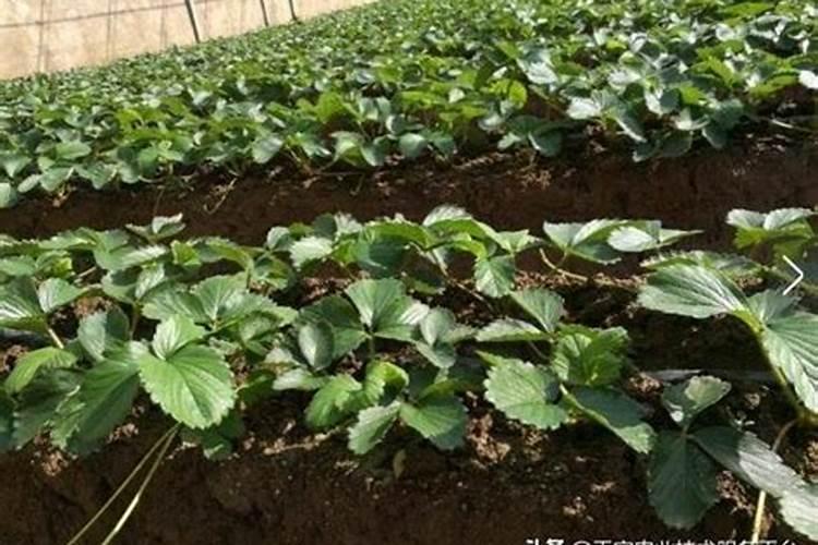 玉米1.5来高每亩喷施锌肥60毫升有危害吗？