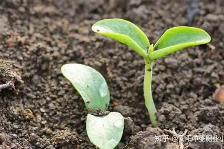 月季开花后如何施肥