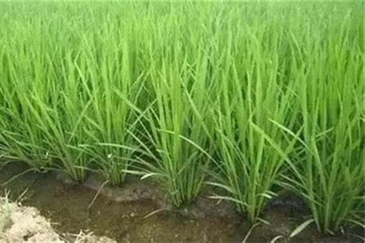 菜用大豆斑驳病毒病病原形态特征