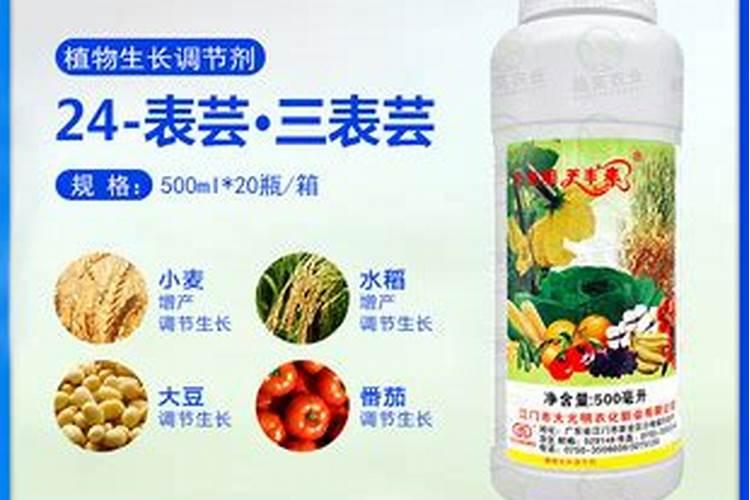 芸苔素内酯有什么应用？ 水稻病虫害稻瘟病详细介绍